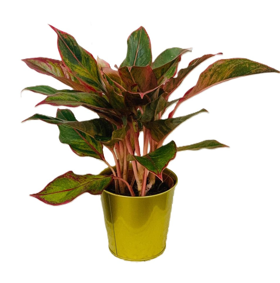 Aglaonema Red 12 cm