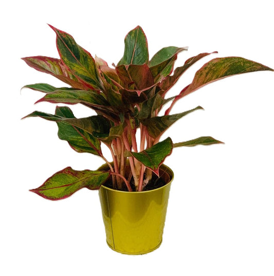 Aglaonema Red 12 cm