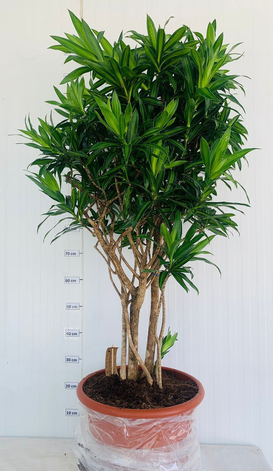 Song Of Jamaica Bush  40 cm