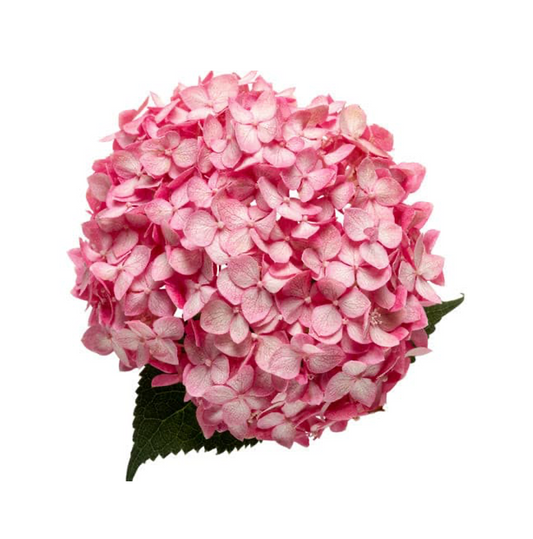 Hydrangea Pink