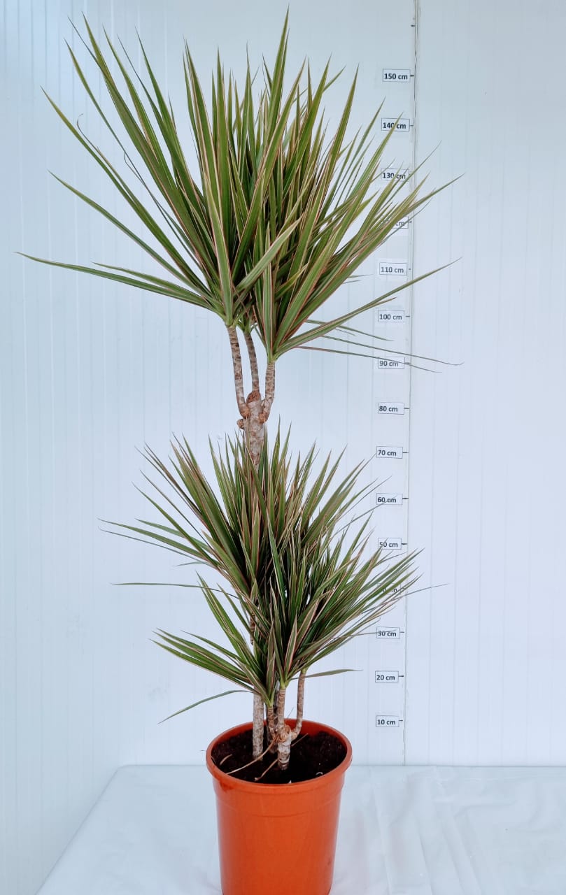 Marginata Bicolor 21 cm