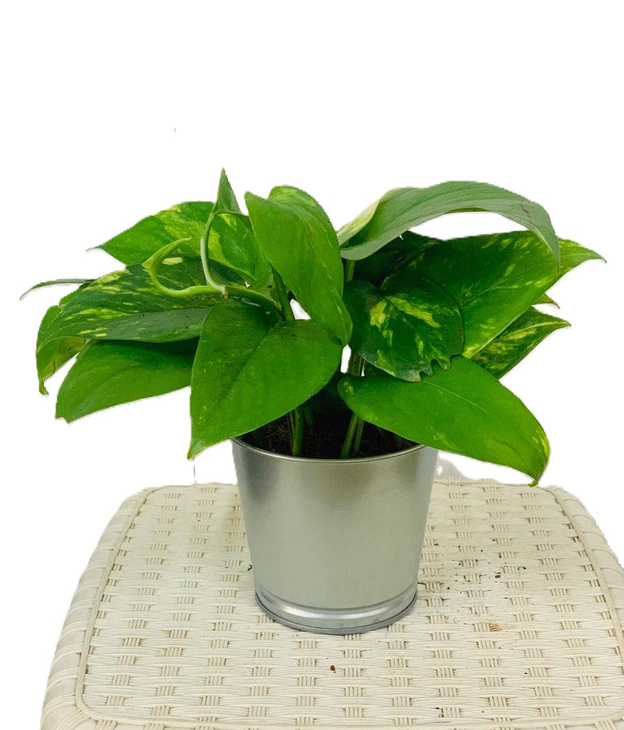 Money Plant 10 cm