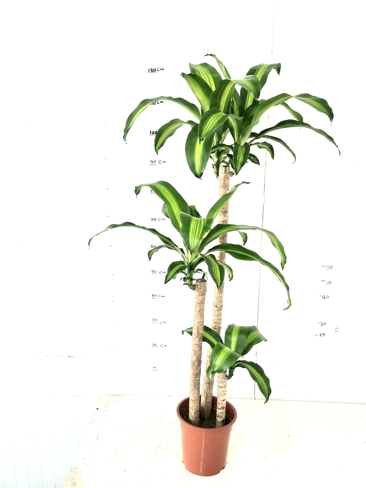 Messengana  3pp 19 cm