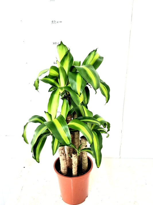 Messengana 8pp 19 cm