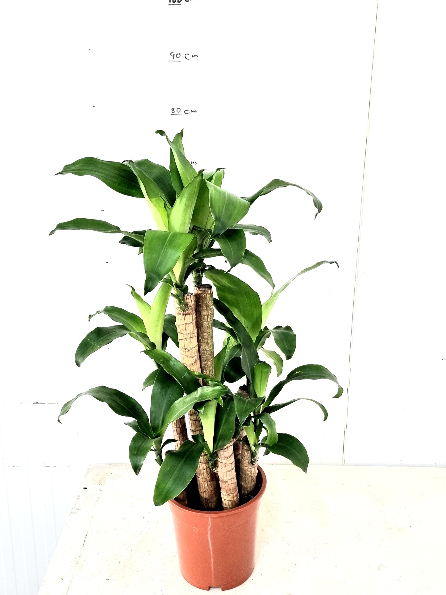 Messengana Green 8pp 19 cm