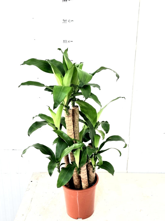 Messengana Green 8pp 19 cm