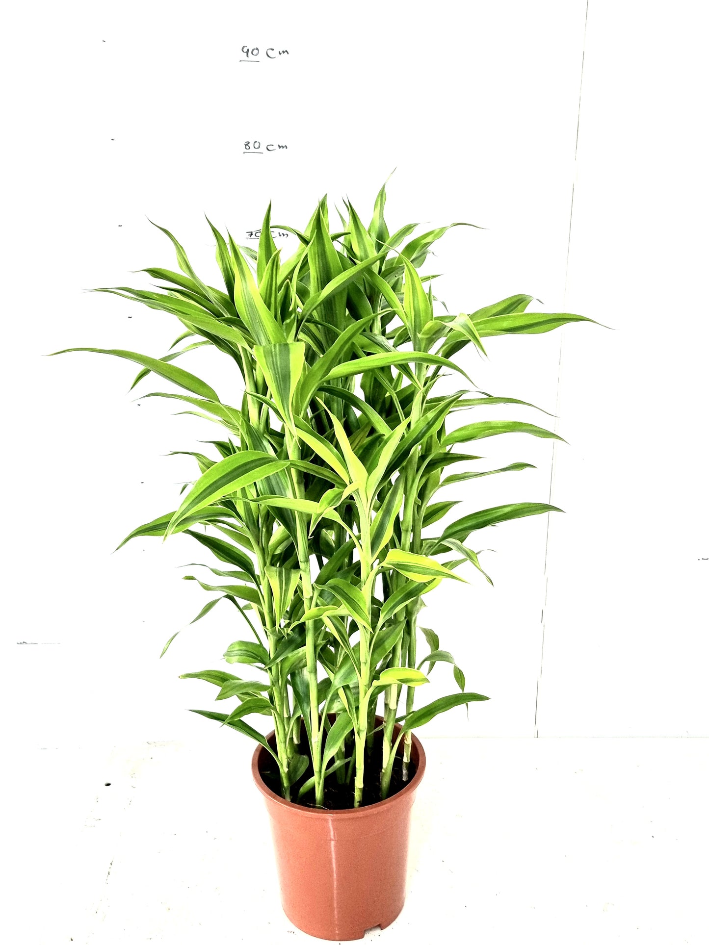 Sanderiana Gold 19 cm