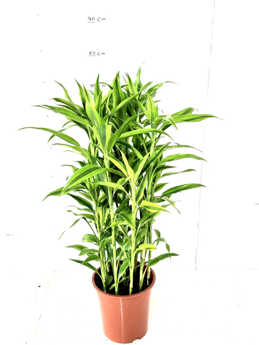 Sanderiana Gold 19 cm