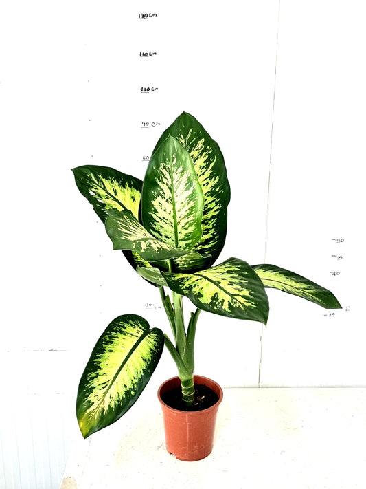 Diffenbachiya 1 pp 19 cm