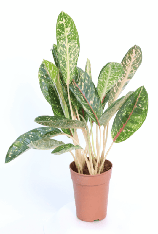 Aglaonema Mix 12 cm