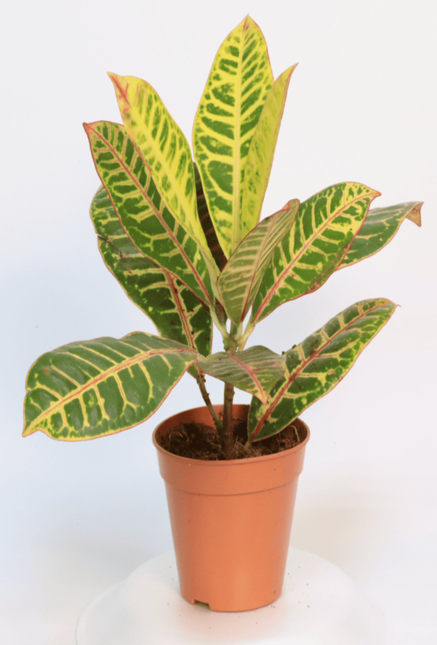 Croton Petra 12 cm