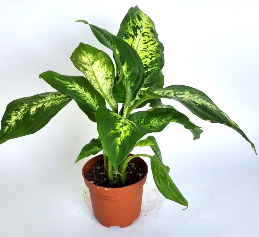 Dieffenbachia 12 cm