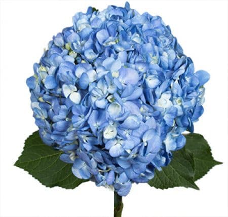 Hydrangea Blue