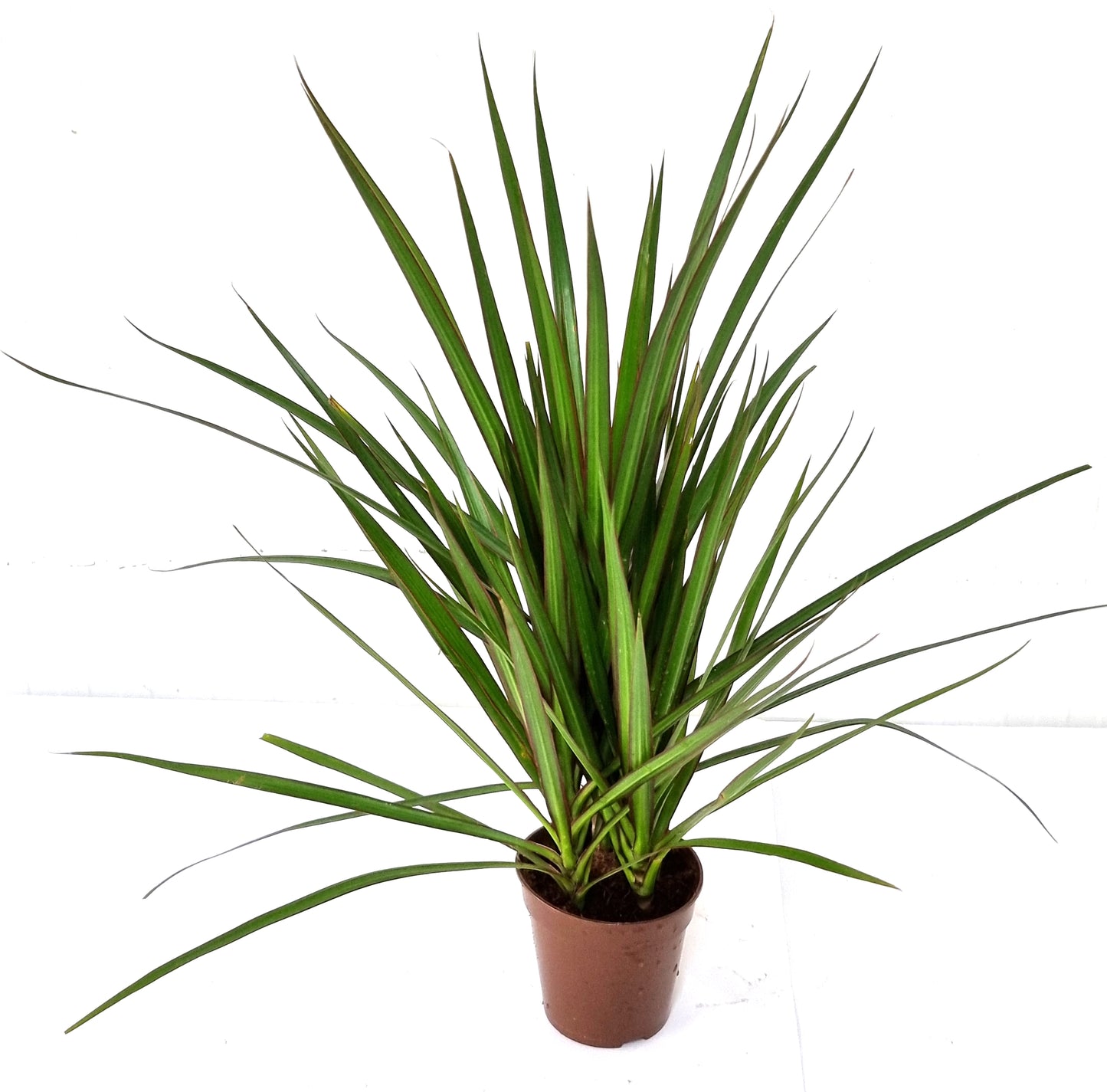 Marginata Green 12 cm