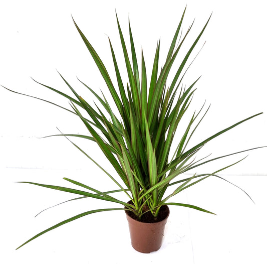 Marginata Green 12 cm