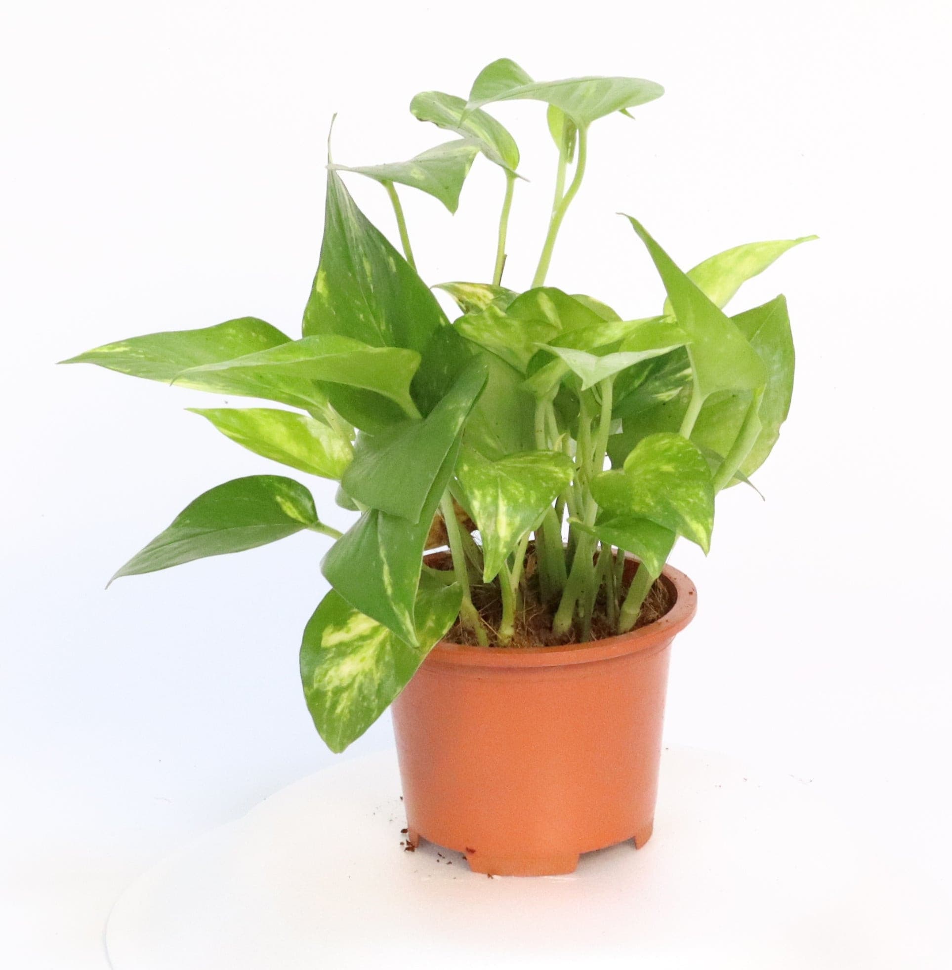 money-plant-10-cm