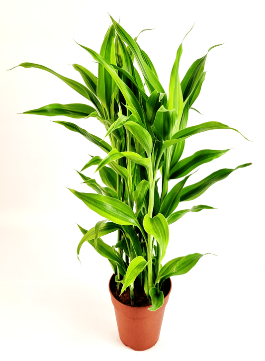 Sanderiana Gold 7pp  12 cm