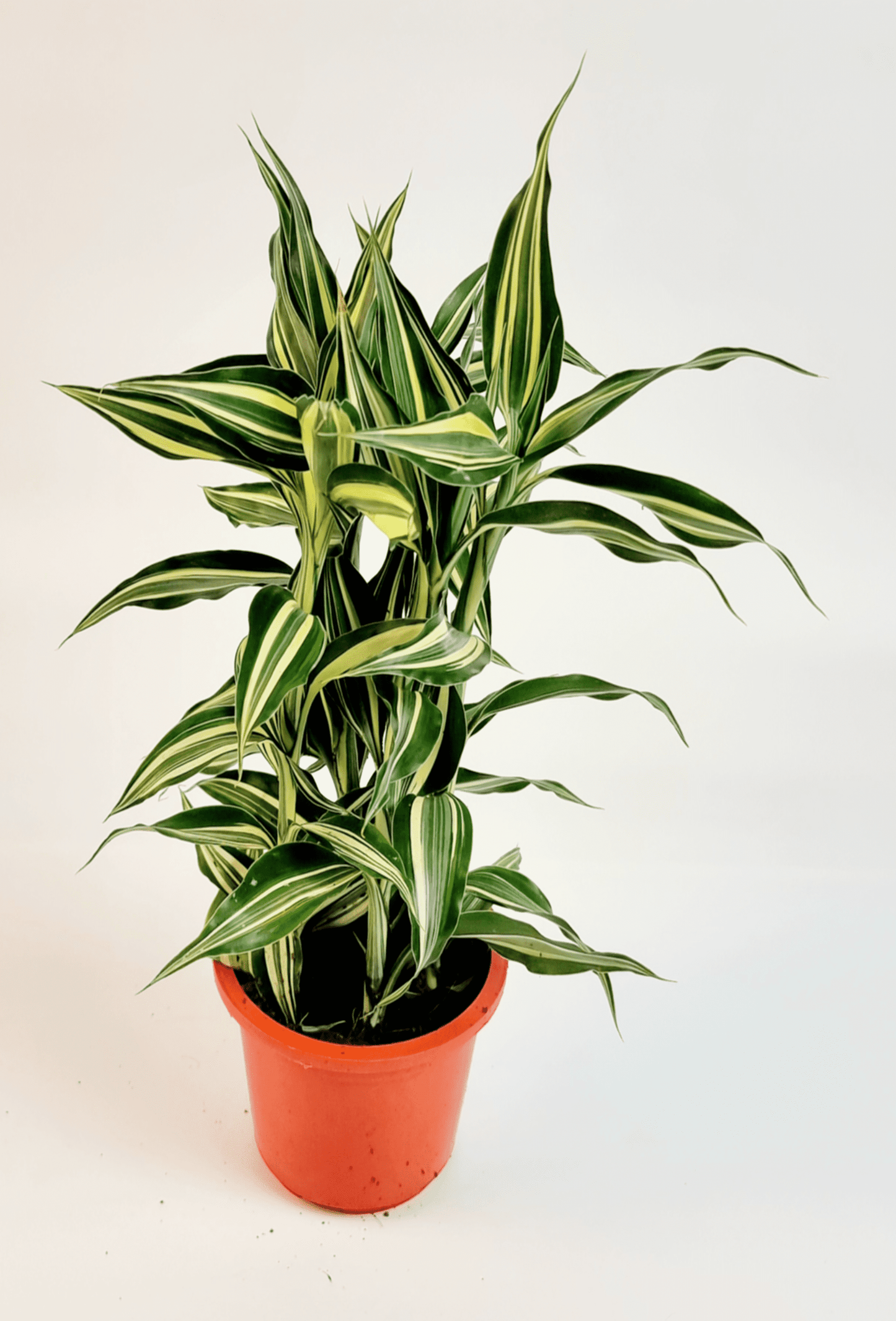 Sanderiyana Victory 5pp 10 cm