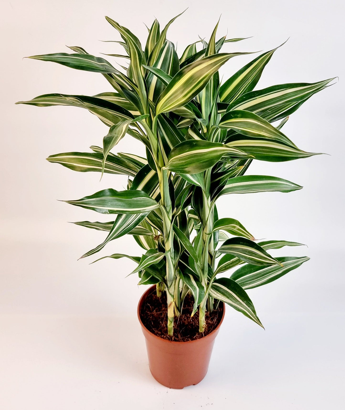 Sanderianan Victory 12cm