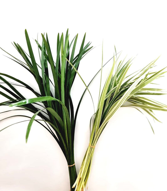 miscanthus china grass White & Green