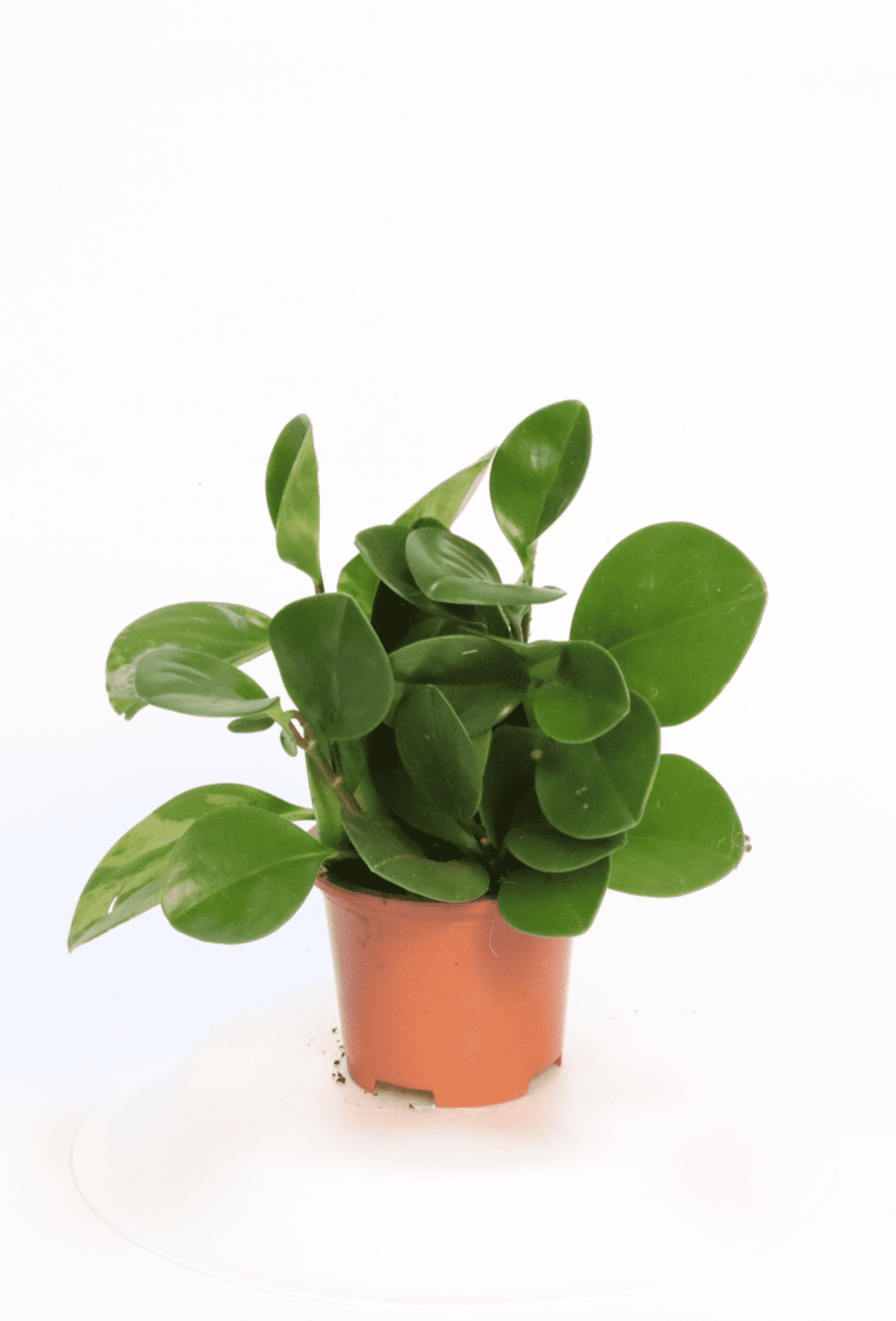 Peperomia.