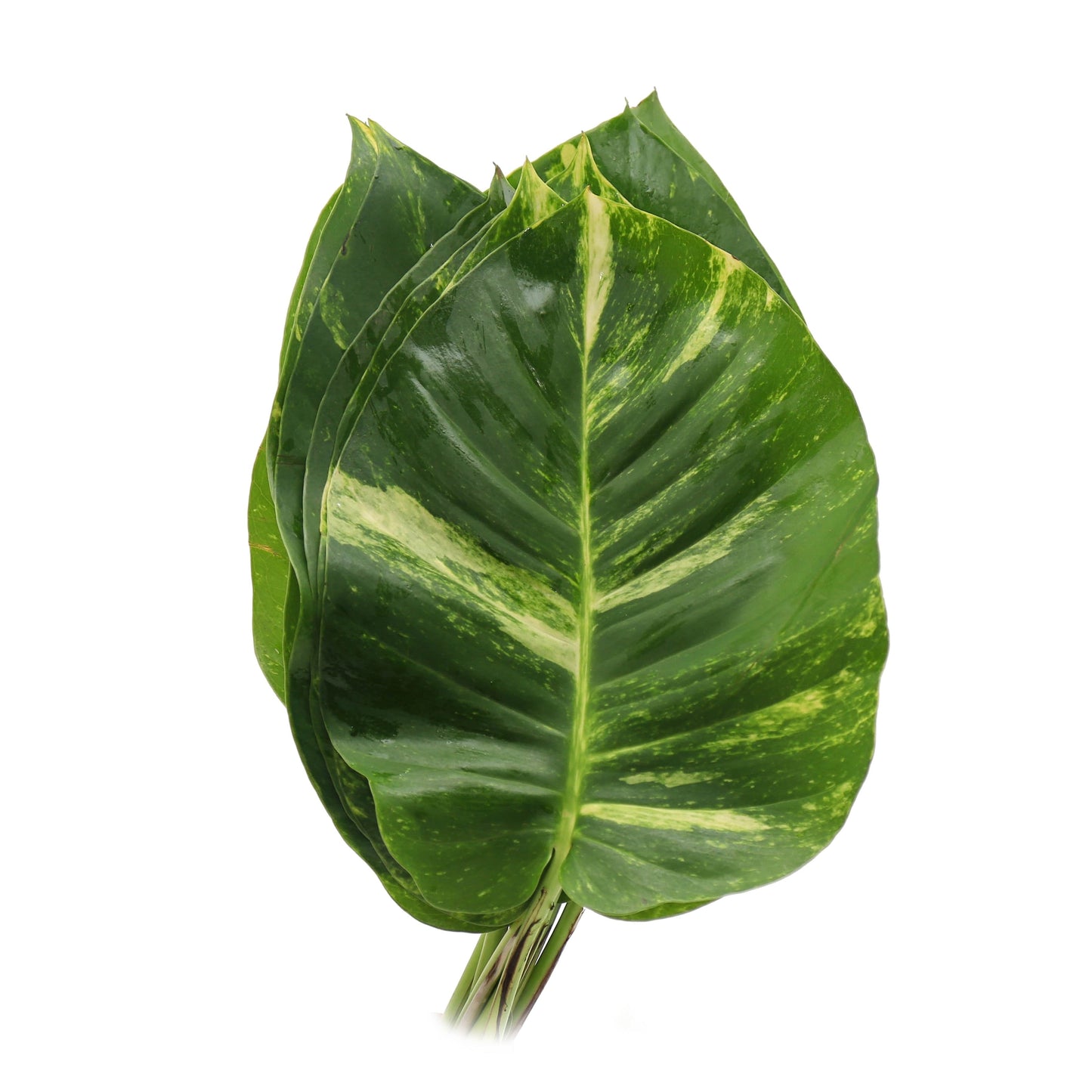 Pothos