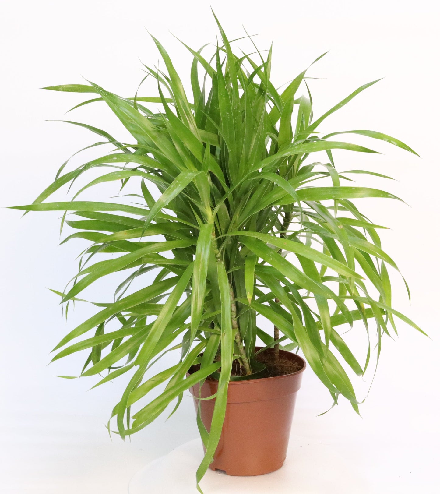 Angutifolia 12 cm