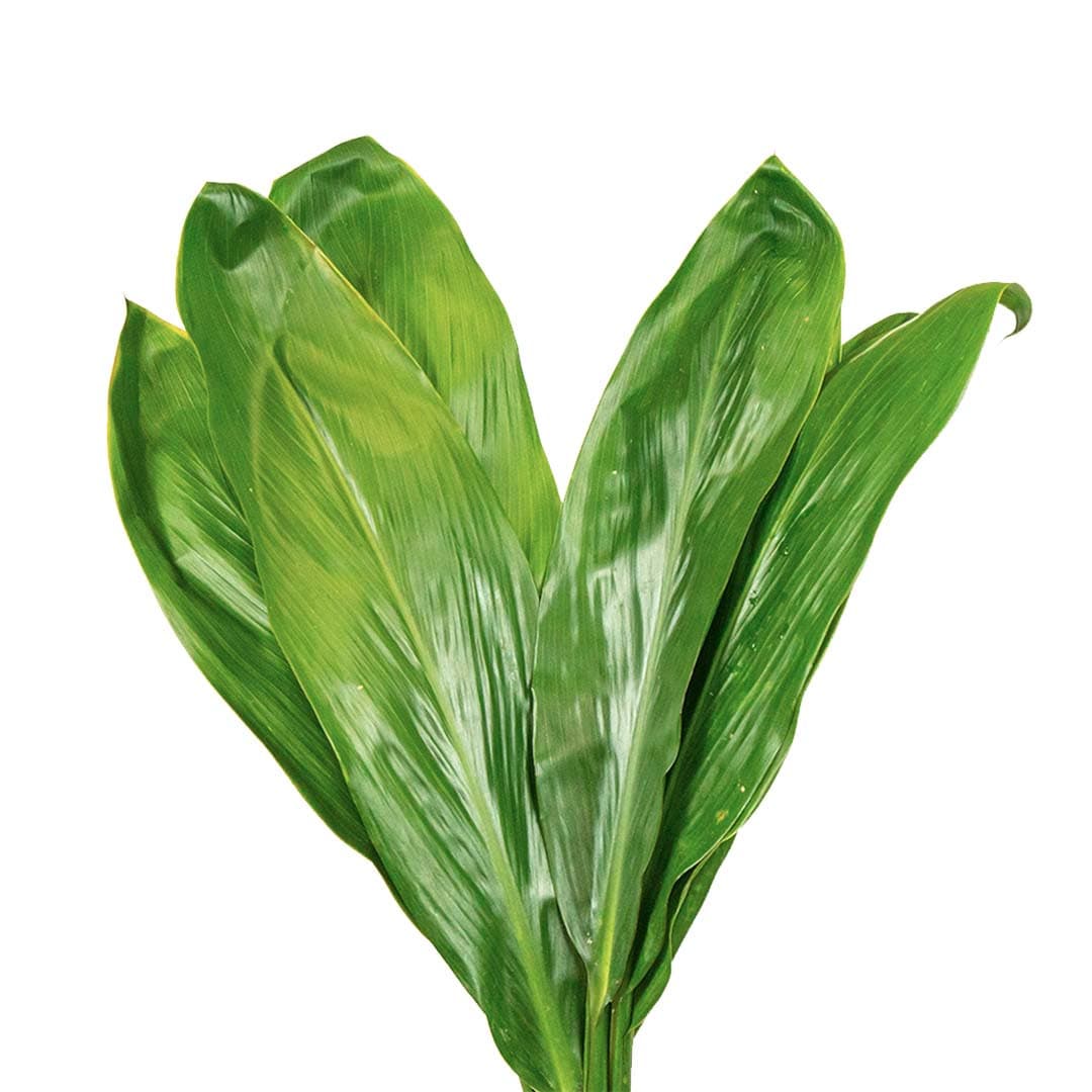 cordyline green