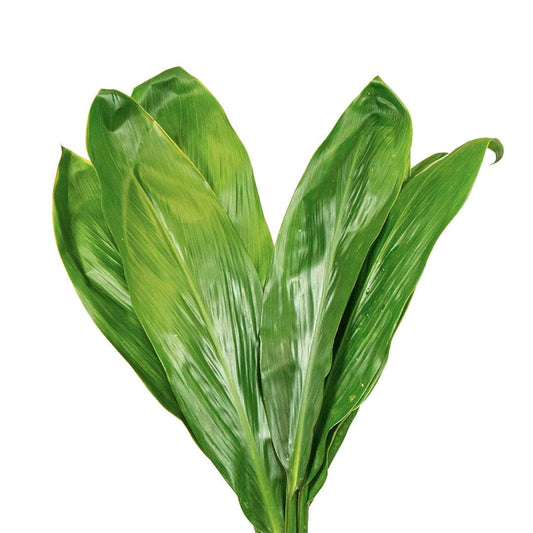 cordyline green