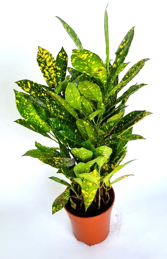Croton Acuba 12 cm