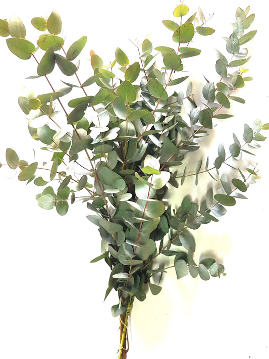 Eucalyptus bunch