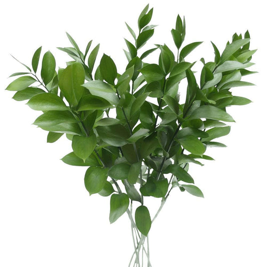 Single Ruscus